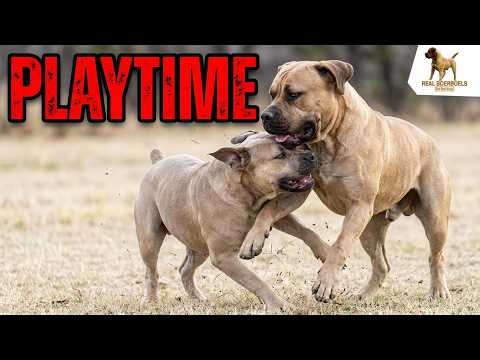 Real Boerboels - A Father’s Love ❤️🐾 | Boerboel Dad Enjoys Playtime With His Daughter