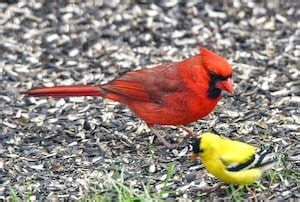 Mild spring weather continues in Windsor, rain chances increase toward weekend