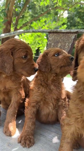 Irish Doodle Puppies Posing for Their Photo
