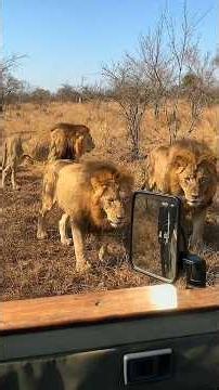 The Dominant Ndhzenga Coalition Lions | Kruger National Park