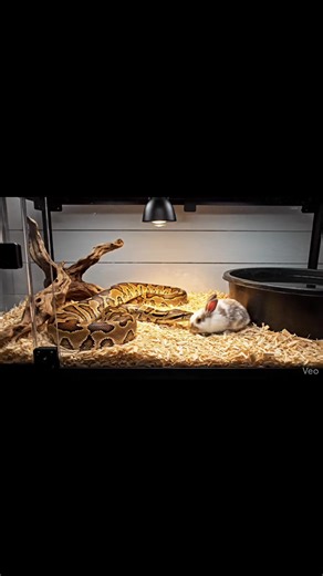 Massive Burmese python unleashes explosive strike and coil on baby rabbit inside high-contrast USA reptile enclosure Warning: [Warning: Live Feeding Video] This content shows animals feeding naturally as part of nature. No harm, no encouragement of violence. Educational wildlife content. #burmesepython #pythonfeeding #babyrabbitfeeding #reptilestudio #snakecoil #livefeedingvideo #wildlifedocumentary | Frog Feeding