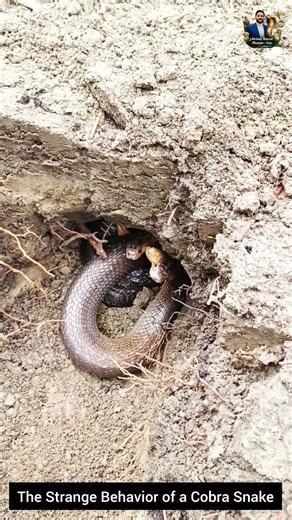 The Strange Behavior of a Cobra Snake #snake #wildliferescue #cobra #wildlifeentertainment