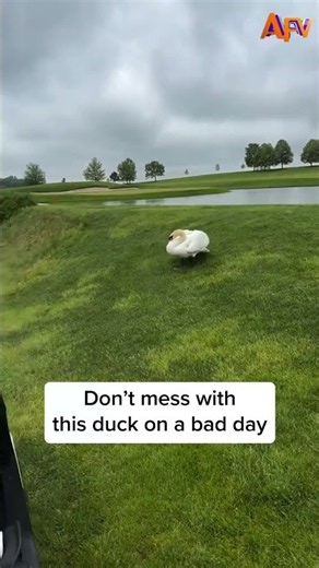 That's his golf course now! 🦢 #afv #animals #fail