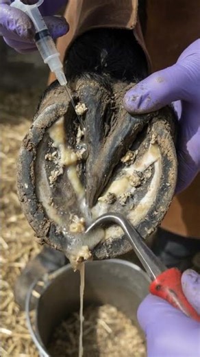 The Smell Was UNBEARABLE! 😱 Massive Hoof Ulcer & Pus Explosion 🐎🩹