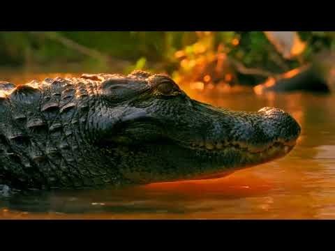 Part 1. The Amazon River Like You've Never Seen It — 4K Wildlife Documentary, #amazon #wildlife