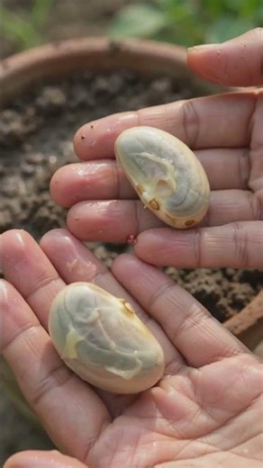 🌱 5 Seeds You Can Grow at Home! 🍃🤯 #shorts