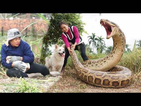 72 Hours of Terror 😱 Giant Python Attacks My Dog While Harvesting Vegetables — Brave Woman Saves It!