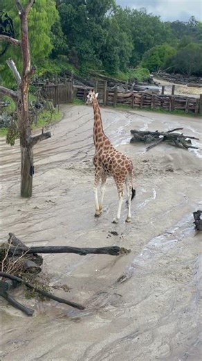 King of the zoo #zoo #giraffe #lifeisbutadream #animals #safari