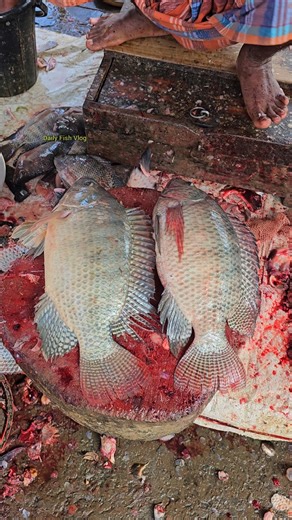 Wow!! Rural idyllic Village Beautiful Tilapia Fish Cutting Skills 😱 #shorts