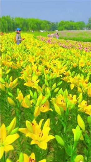 Vibrant Flower Field Explosion – Breathtaking Colorful Garden