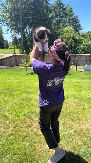 Love our @MatchyMutts accessories 💜🩷 Use Code SKYLA10 for your discount!!! #australianshepherd #matchymutts #bandana #hairaccessories #dogmom