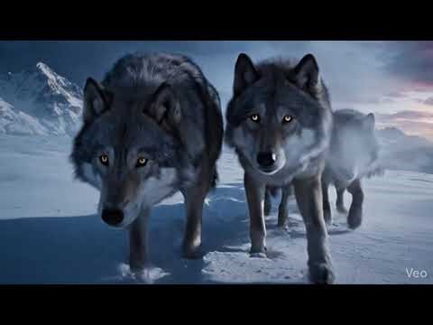Nature's Deadliest Predators Wolves, Owls & Lions on the Hunt