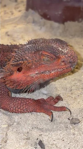 Terrarium Natural Bearded Dragon Enclosure Setup Tank