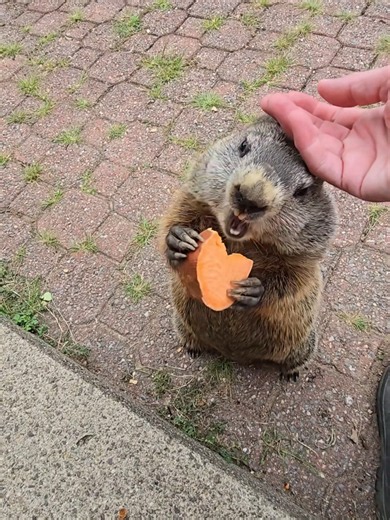 Watch as my groundhog friend Jasper leans into my hand as I pet her 🥹🥰🦫🩶 @fionawillow #Jasperthegroundhog #groundhog #groundhogsoftiktok #wildlifefriends #backyardwildlife