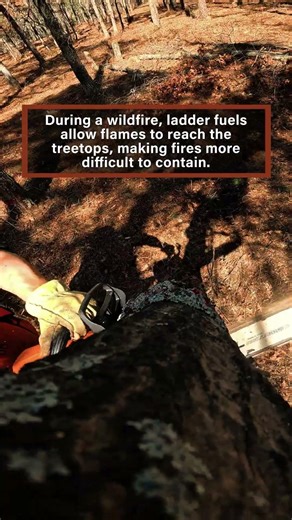 New Jersey Forest Fire Service Conducts Fuel Break Maintenance Ahead of Spring Wildfire Season