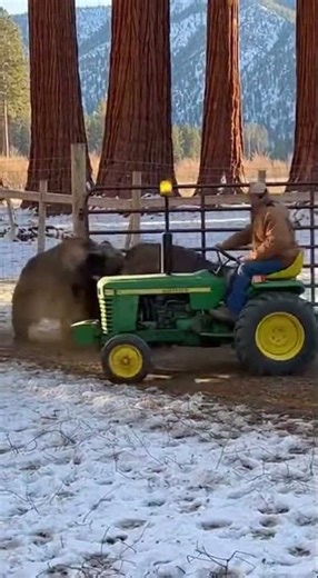 Aggressive grizzly bear attacks bison, farmer rushes to rescueс #wildliferescue #shorts