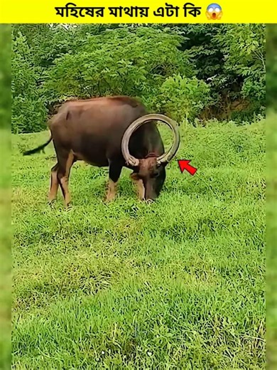 Unbelievable Horns of This Buffalo ! #shortsfeed#AnimalFacts #BuffaloHorns #shortvideo