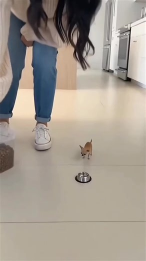 Never Joke About Food with a Dog