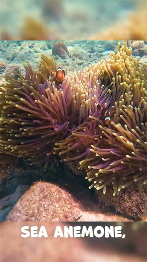 The Clownfish Begins Life in the Open Ocean | Did You Know That?