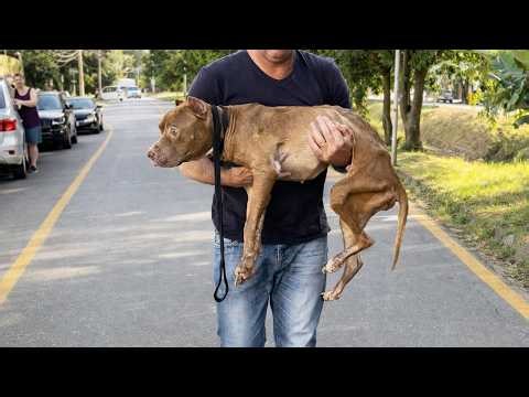 Dog on the Verge of Losing Everything Begins to Hold On and Recover