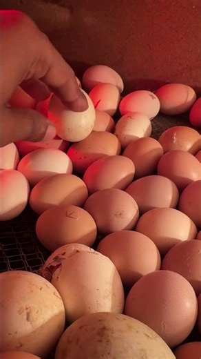 First Egg success Out of 300eggs