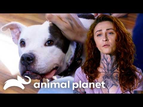 Will Magoo Get Adopted?! | Pit Bulls and Parolees | Animal Planet
