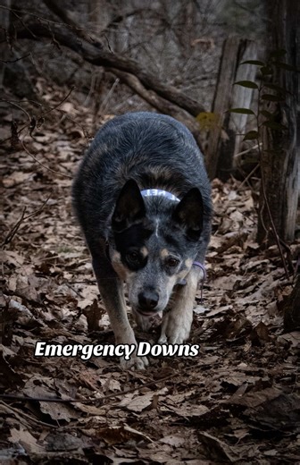 Emergency Downs: Lifesaving Command for Dogs