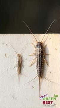 Four-lined Silverfish: The Fast-Moving Insect That Hides in Dark Corners and Can Damage Books #ipm