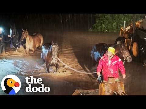Heroes Save Fifteen Horses From Floodwaters In Hawaii | The Dodo