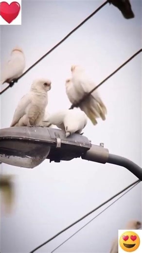 Breeding Electus, Exotic and conur parrots#raw#exotic#mucaw#cockatoo#lorry#african grey#electus#ring