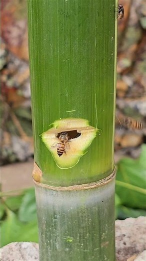 From a Bamboo Tube to a Gathering Place for Thousands of Honey Bees