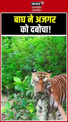Viral Viral: मुंह में अजगर दबाए घूमता दिखा बाघ, देखकर लोग दंग! Shorts | Jim Corbett | Tiger | Python