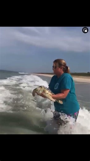 A success story…”Cream of Tarter”, a juvenile green sea turtle was found critically il #turtle