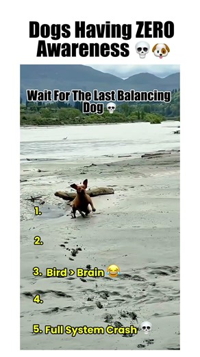 Dogs With ZERO Awareness 💀🐶 (Funniest Fails)