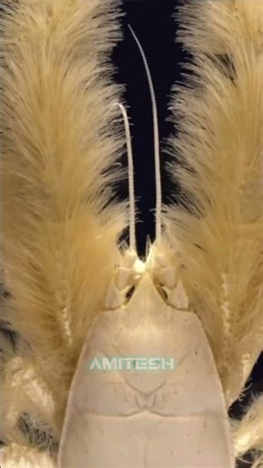 The Crab That Can't Be Cooked #amitesh #animals #biology