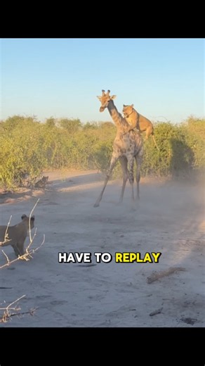 Lion Does the Unthinkable to Stop a Giraffe