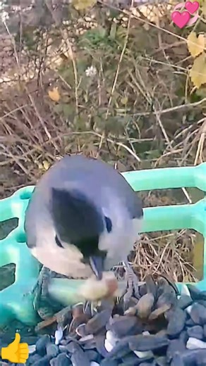 TITMOUSE, CARDINAL & BLUE Jay's: Quick Visit 👍😊#cute #animals #wildlife #shorts #birds