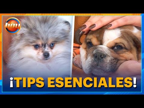 ¡Día Mundial del Cachorro! Los CUIDADOS clave que debes conocer HOY | Programa Hoy