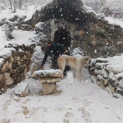 Camping with My Dog in a Cave I Built with Primitive Tools | Wilderness Adventure