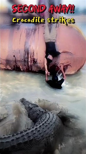 SECOND AWAY‼️CROCODILE STRIKES 🐊 #crocodile #amazing