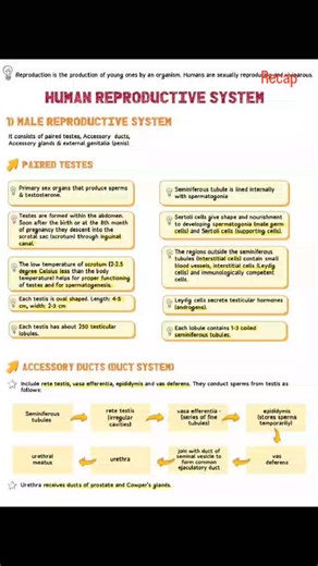 easy notes for neet on Instagram: "#biology Short notes of human reproduction class 12th recap #_दुनिया_का_तो_काम_ही_है_जलना आप मेहनत करते जाओ"