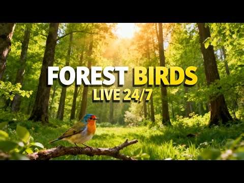 Spring Forest Birds Live 24/7 | Relaxing Nature Sounds, Birds Singing, Forest Ambience for Sleep