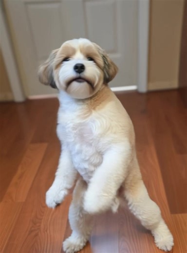 Bandit loves to dance. | Steven Herring