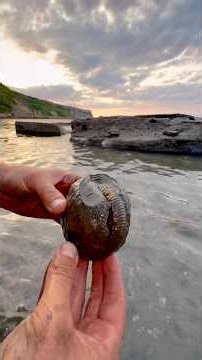 With Ammonites, Belemnites and Pyrite amongst the rocks, could this stone reveal a cephalopod fossil
