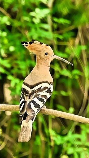 Hoopoe Bird Singing in Nature | Relaxing Bird Sounds & Beautiful Wildlife Video