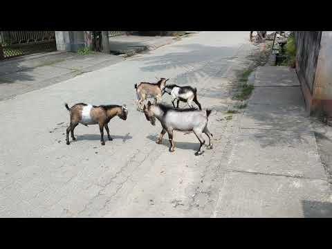 Goat Fight.