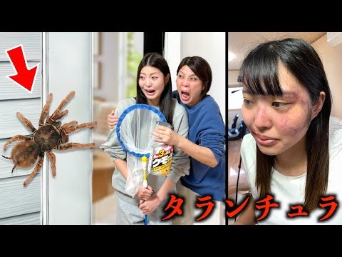 妹が巨大毒クモに噛まれました。タランチュラが家に出現して家族と駆除する