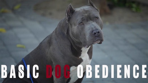 Teach your bully dog sit, down & stay: Easy obedience training with Raws