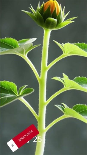 Leafonex 🌱Ultra-Realistic Sunflower Growth Timelapse in 4K#sunflower #sunflowergrowth