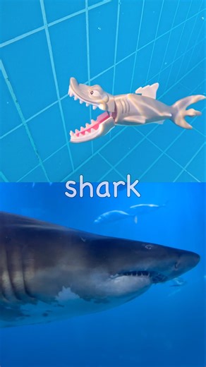 Sea Animal Names | Kids Learn | Sink or Float | Hermit Crab Sea Lion Shark Jellyfish Clownfish